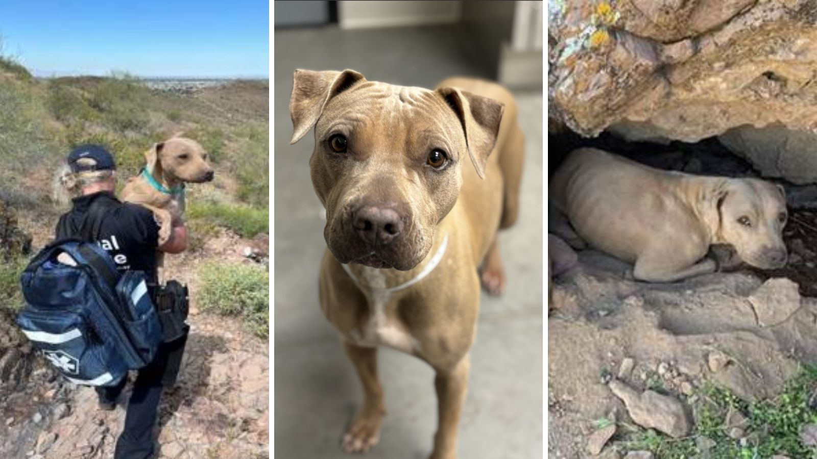 Dog saved from mountain in Phoenix late April 2024 now available for adoption...