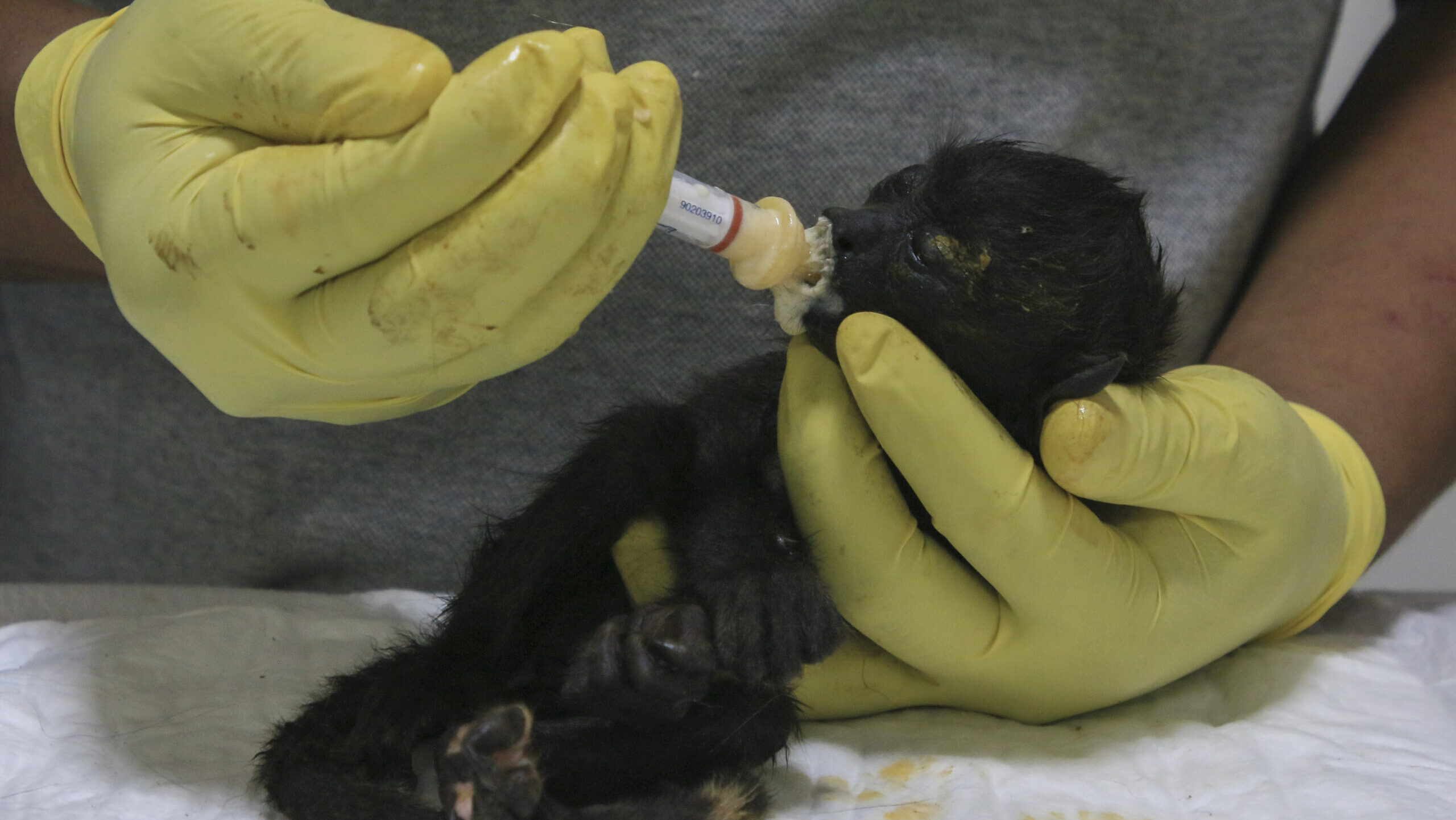 A veterinarian feeds a young howler monkey rescued amid extremely high temperatures in Tecolutilla,...