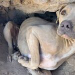 A dog named Bright Eyes was saved from a Phoenix mountain on April 24.