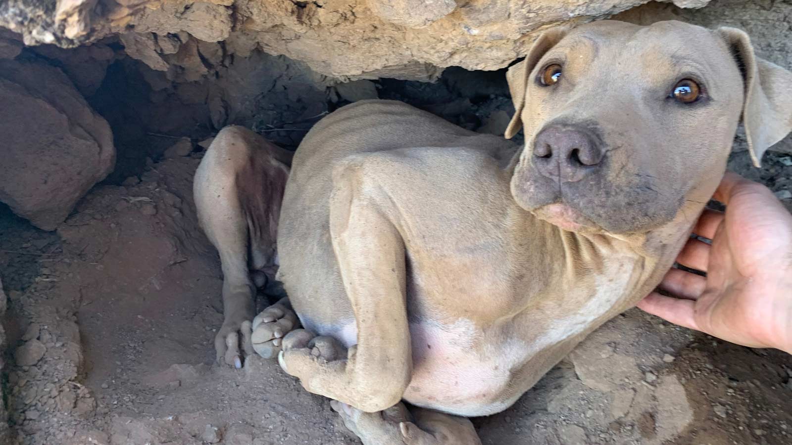 A dog named Bright Eyes was saved from a Phoenix mountain on April 24....