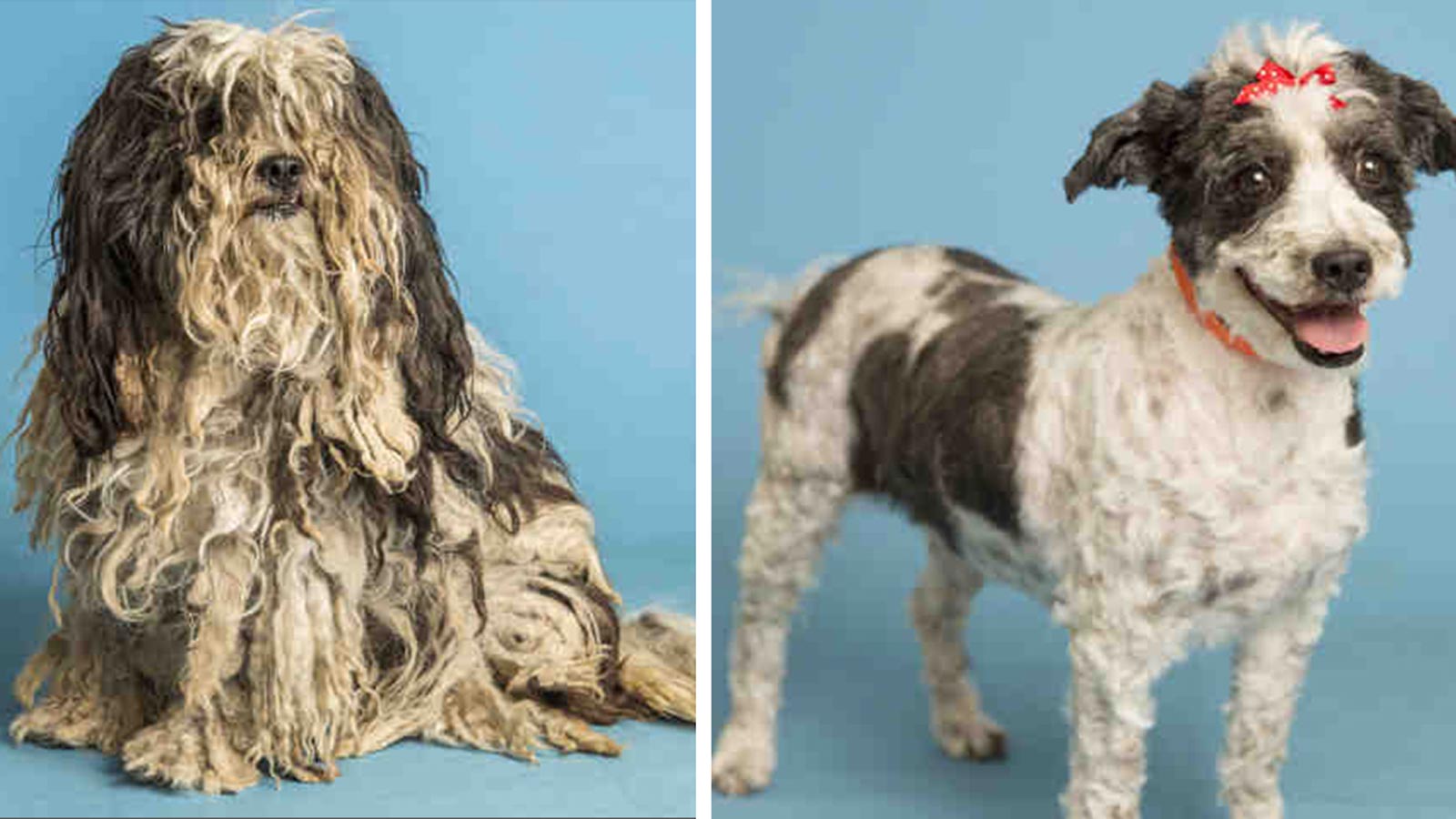 Before and after photos of Bella, who needed a good grooming after being surrendered to the Arizona...