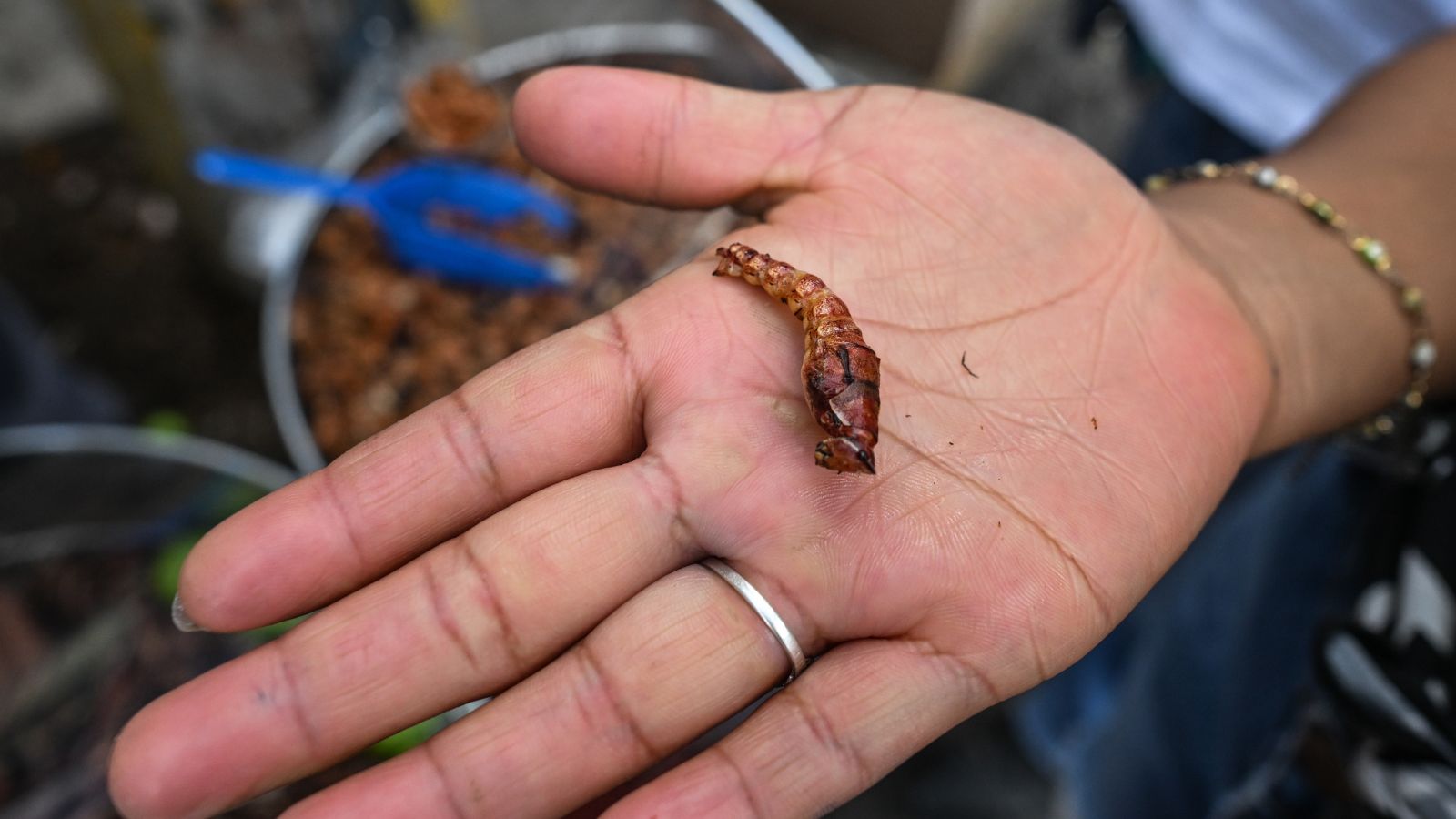 Edible insects in Arizona