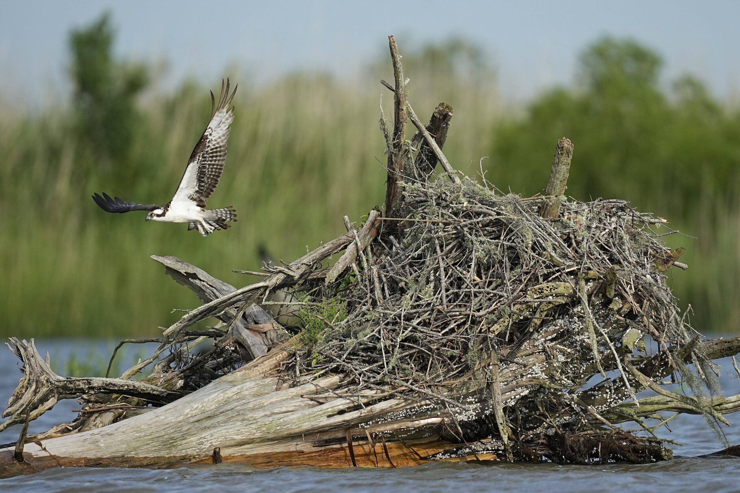 An osprey takes off in the lower Mobile–Tensaw Delta, Tuesday, June 4, 2024, near Mobile, Ala. (A...