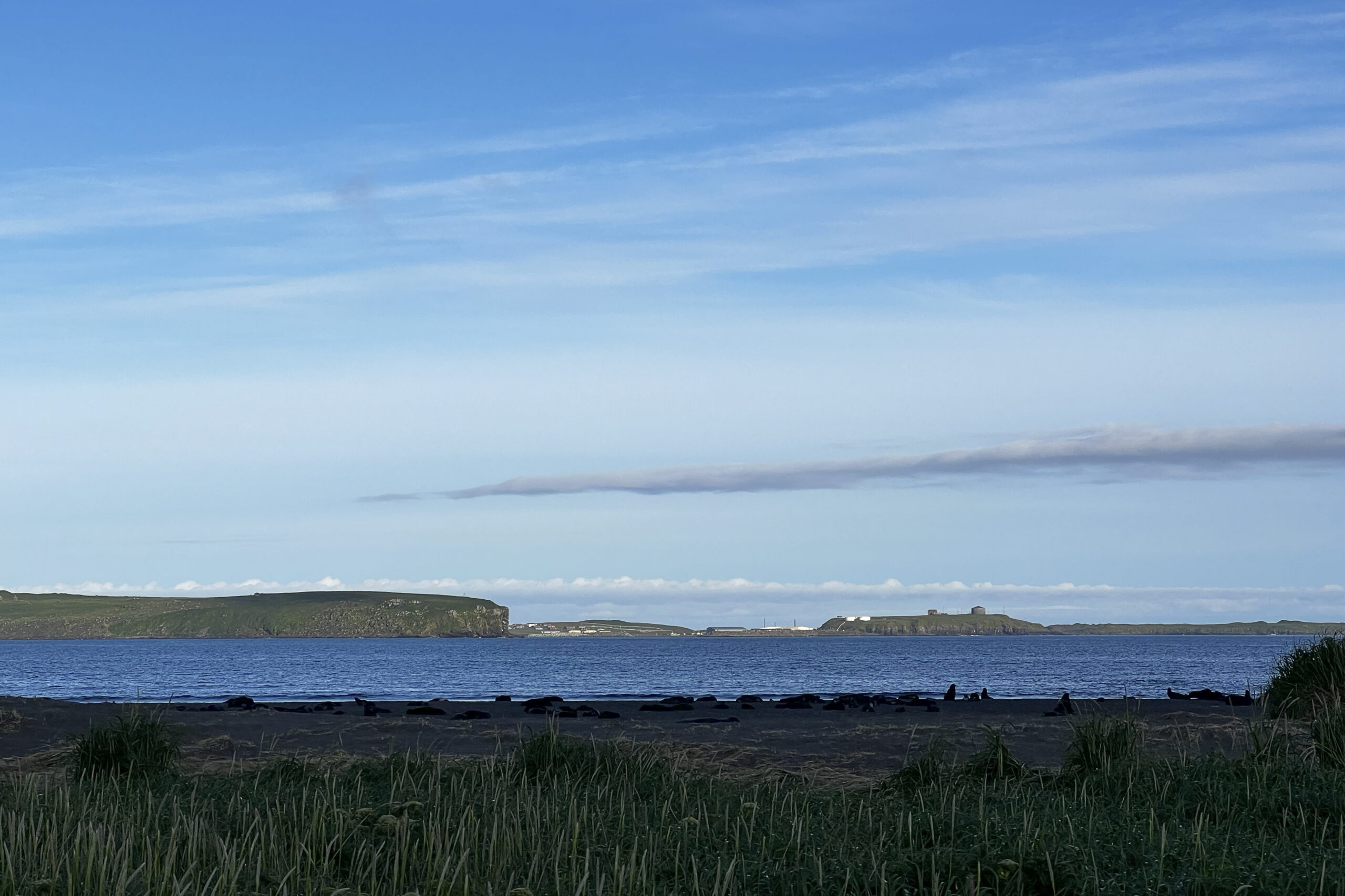 This undated photo provided by Aleut Community of St. Paul Island Ecosystem Conservation Office sho...