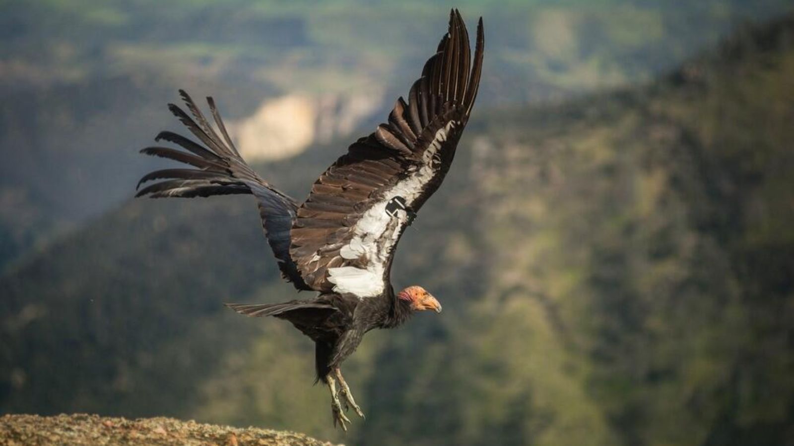 annual event to save the California condor to take place on September 28...