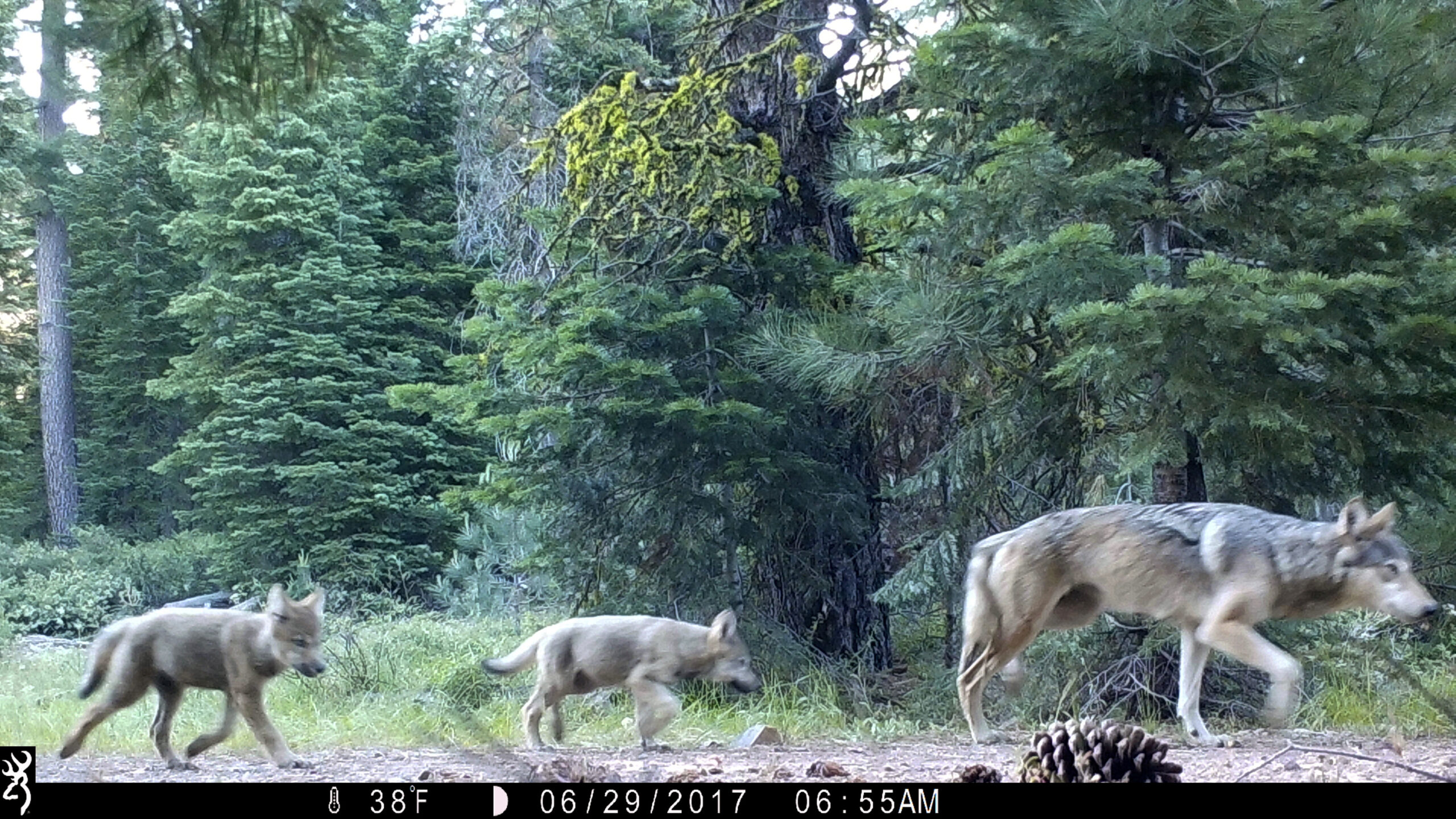 FILE - This remote camera image provided by the U.S. Forest Service shows a female gray wolf and tw...