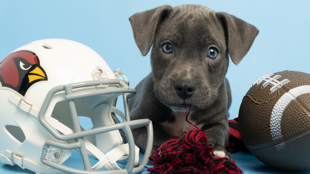 Puppy next to Arizona Cardinals helmet at football....