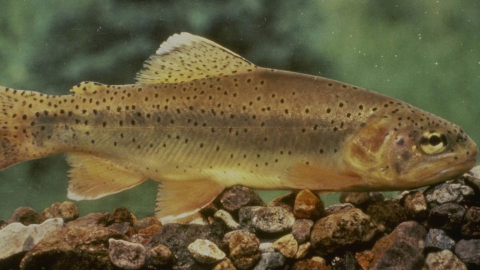 Arizona state fish coming off federal endangered and threatened species list