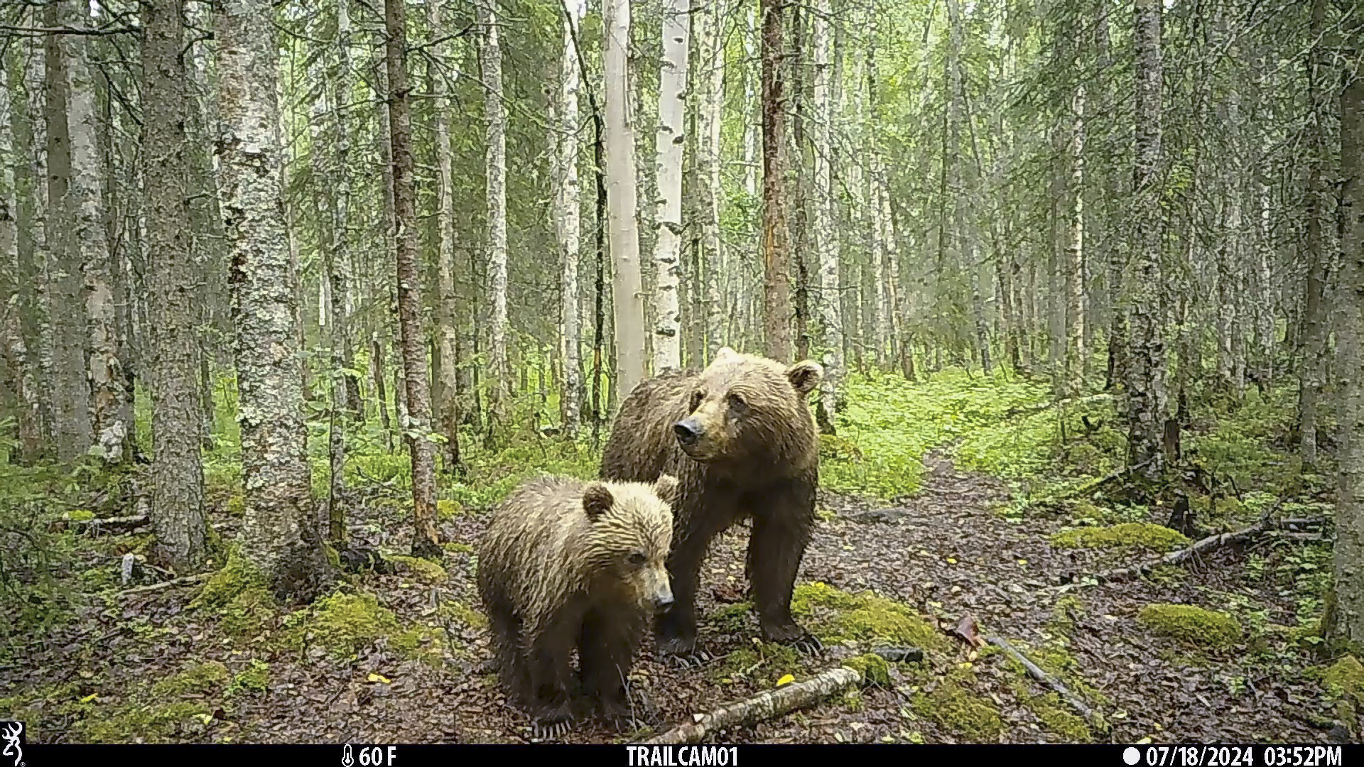 This image made from video provided by Donna Gail Shaw shows a view from a trail camera of a brown ...