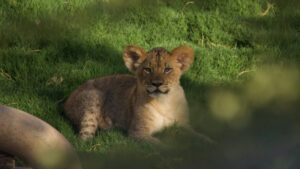 2 lion cubs make debut into their habitat at Phoenix Zoo