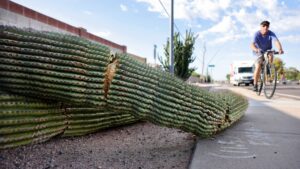 Phoenix record streak of daily heat reaches 3 weeks on Monday