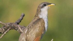 Threatened bird found in Petrified Forest National Park in Arizona
