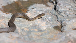 Phoenix Zoo, partners release 25 threatened snakes into wild