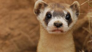 Wildlife officials reintroduce endangered black-footed ferrets to northwestern Arizona