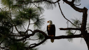 Bald eagle population growth in Arizona reaching record highs, wildlife managers say