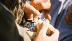 Arizona wildlife officials urge proper fishing line disposal after eagle tangle
