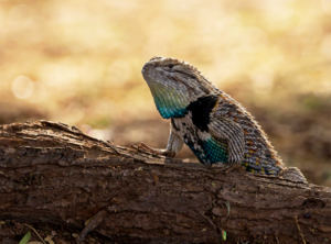 Winner chosen for 18th annual Arizona Game and Fish Department photo contest