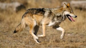 Wildlife officials offer $100K for information related to death of protected Mexican wolf in Arizona