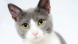 Arizona Animal Welfare League receives $40,000 grant to promote cat adoptions