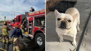 Phoenix firefighters rescue dog from burning apartment complex