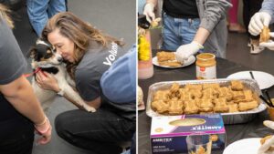 Phoenix shelter treats animals to special Thanksgiving furry feast