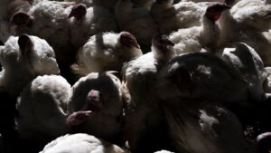 Bird flu detected in wastewater in multiple metro Phoenix cities