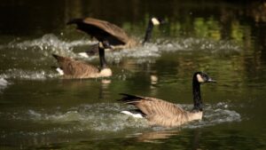 Bird flu detected in domestic, Canadian geese at Scottsdale park