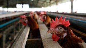 Health officials report 1st Arizona cases of bird flu in humans