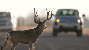 Nearly $566K in federal funds set to help Arizona cut down on wildlife vehicle crashes