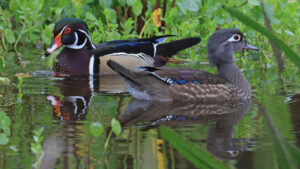 Arizona Game and Fish Department cautions hunters amid bird flu outbreak