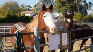 3 horses saved from slaughterhouse brought to Scottsdale to be therapy animals after LA fires
