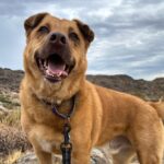 Dog looking for home after 2 years in Phoenix shelter