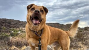 Dog hoping for new home after 2 years at Phoenix shelter