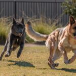 gilbert-animal-shelter-annual-yard-sale-friends-for-life-2025