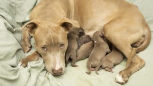1st puppies of 2025 born at Arizona Humane Society, all need a permanent home