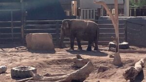 Phoenix Zoo takes issue with being ranked among worst zoos for elephants