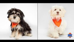 2 Arizona Humane Society rescues to be featured in Puppy Bowl XXI, 4 total from the Valley