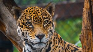 Big cats of Arizona habitat set to open at Phoenix Zoo