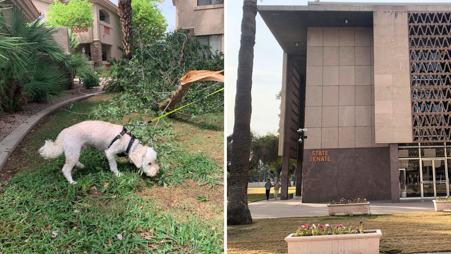 Animal cruelty laws in Arizona could change if SB1234 passes...