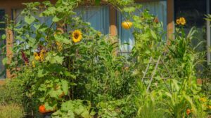 Which Arizona plants are best for protecting privacy in your home?