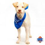 akimel - NAGI Foundation - Puppy Bowl