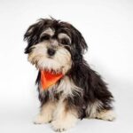 az-humane-society-alumni-puppy-bowl-xxi-1-delulu