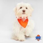 az-humane-society-alumni-puppy-bowl-xxi-2-jake