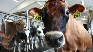 Bird flu detected in milk produced by Arizona dairy herd for 1st time