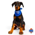 felicity - Desert Harbor Doberman Rescue - Puppy Bowl