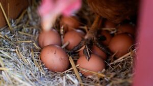 Arizona egg farmer wants to vaccinate chickens from bird flu, but government won’t allow it