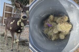 Arizona wildlife officials help free baby deer from thorny situation