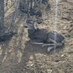 Deer without thorns