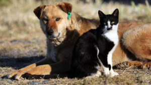 Arizona Senate passes bill aimed to crack down on animal abuse