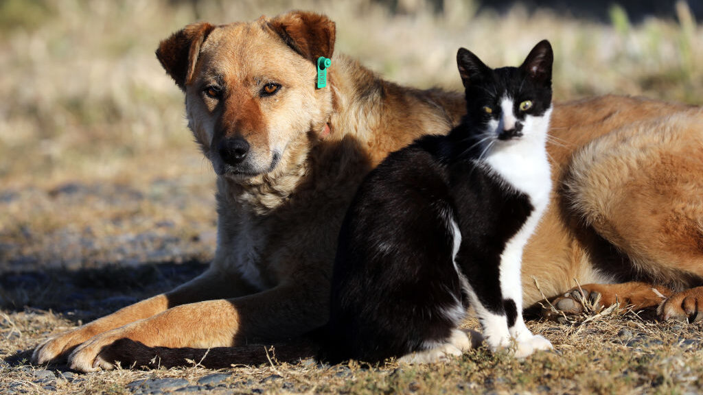 Animal cruelty, Animal abuse, Arizona Senate, bill passes...